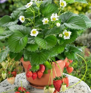 Strawberries-in-pot